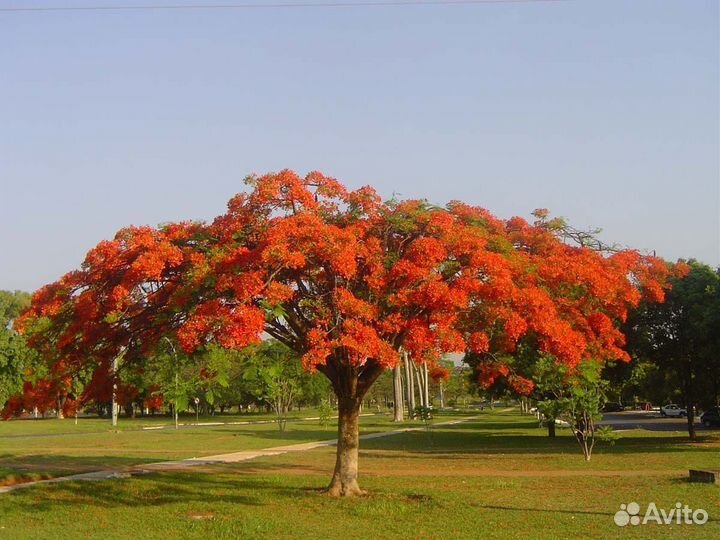Делоникс королевский красный и желтый, семена