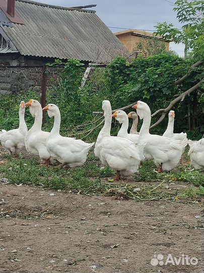 Холмогорские гуси