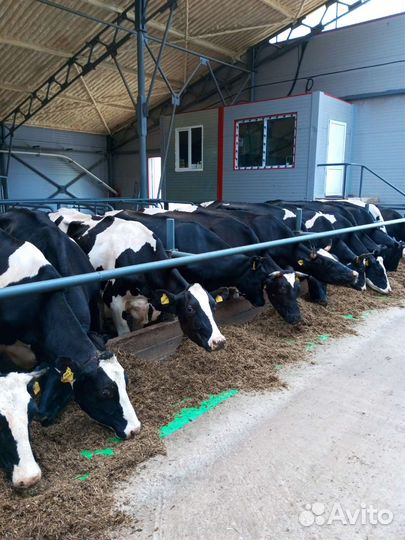 Нетели годштинской породы