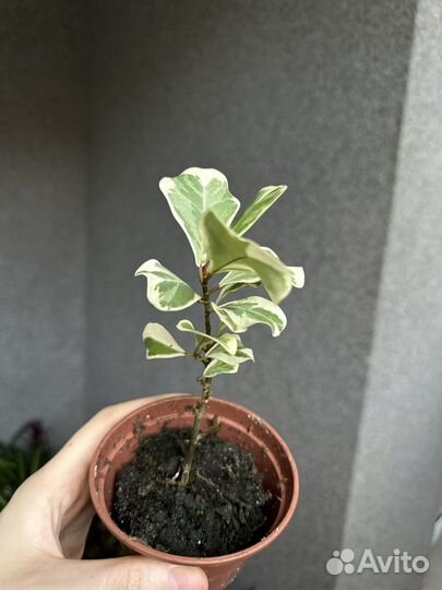 Фикус триангулярис вайт марджин