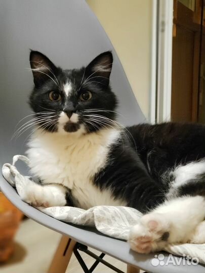 Красивый кот в добрые руки