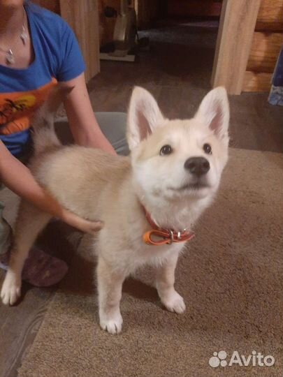 Щенок метис хаски с овчаркой