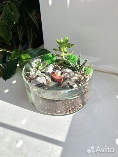 Флорариум с суккулентами