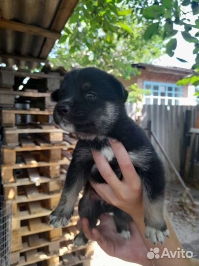 Щенки сибирской хаски мальчики и девочки