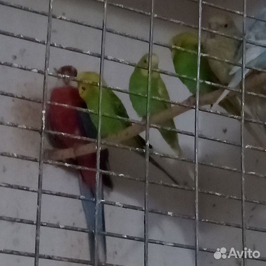 Попугаи и кенара, клетки