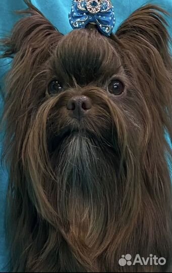 Шоколадный йорк вязка