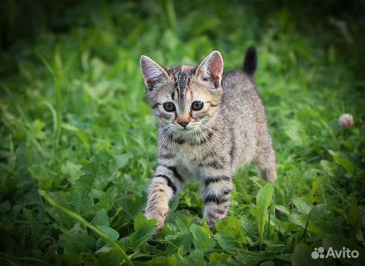 Милые котята в дар