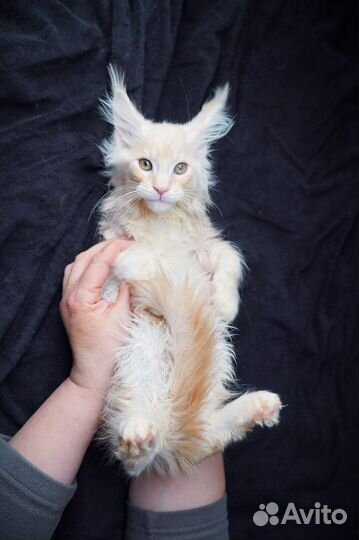 Котята мейн кун вязка