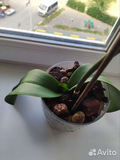 Орхидея фаленопсис