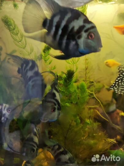 Аквариумные рыбки