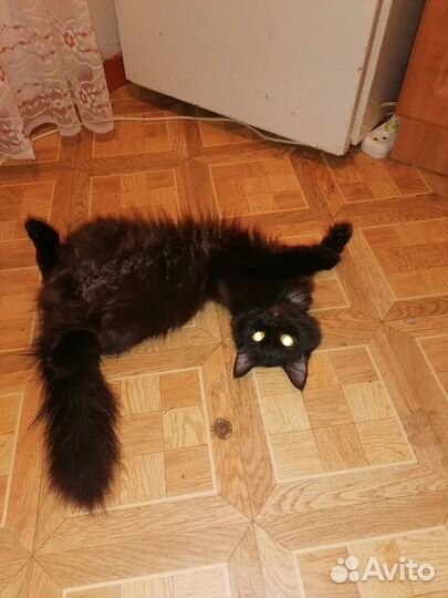Кошка для вязки