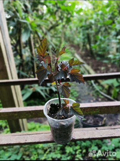 Пузыреплодник diablo