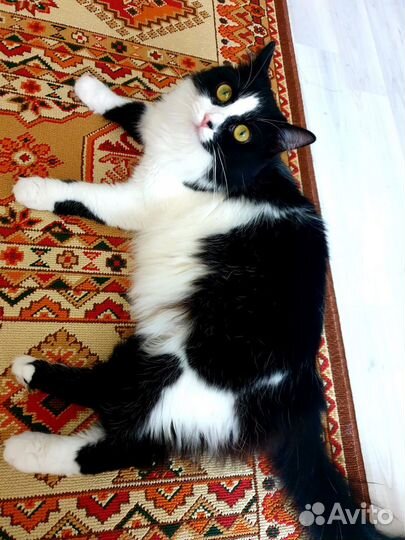 Котенок в добрые руки