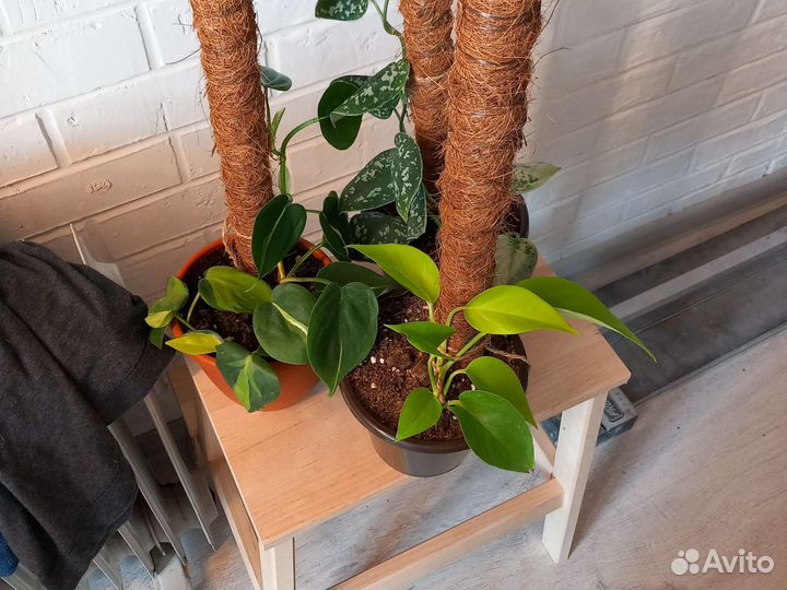 Эпипремнумы сортовые