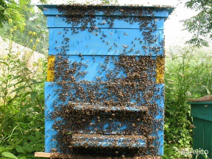 Пчелы и улья