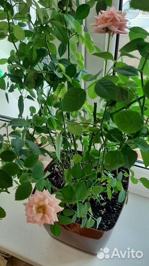 Роза комнатная домашняя
