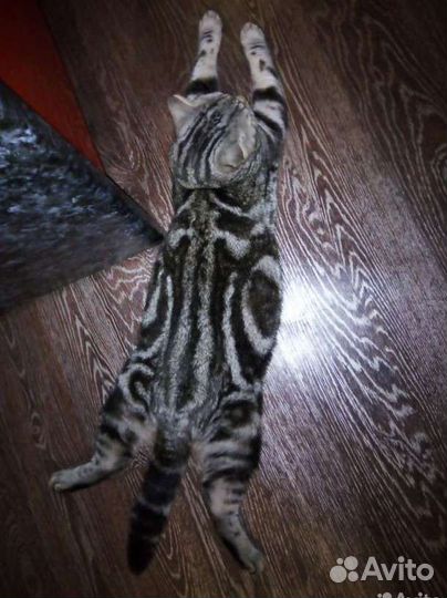 Кот на вязку