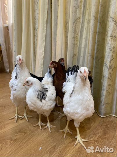 Курочки, большой выбор молодок