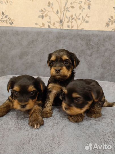 Йоркширский терьер