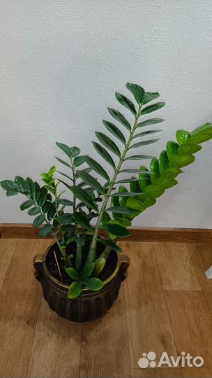 Замиокулькас