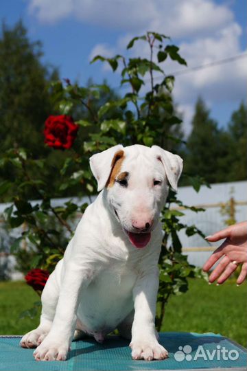 Щенок стандартного бультерьера