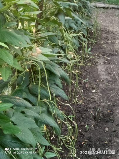 Фасоль стручковая