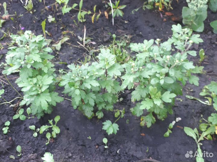 Хризантема корейская