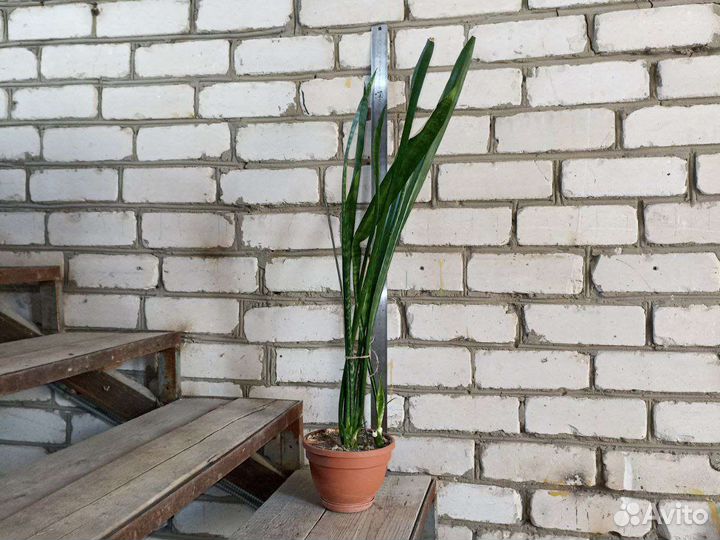 Щучий хвост. Тещин язык. Сансевиерия