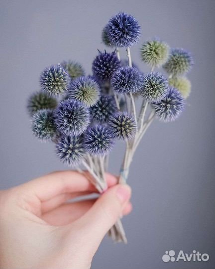 Сухоцветы мордовник.чертополох.колокольчик