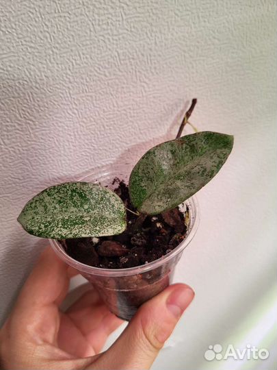 Хойи: нова ghost, вайети, розита, лакуноза эскимо