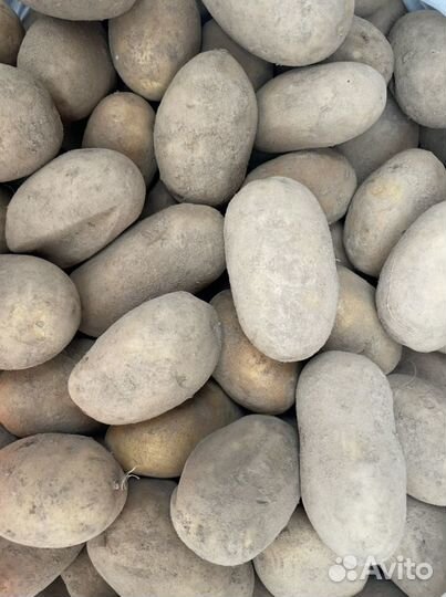 Картофель крупный и семенной с доставкой по 30 кг