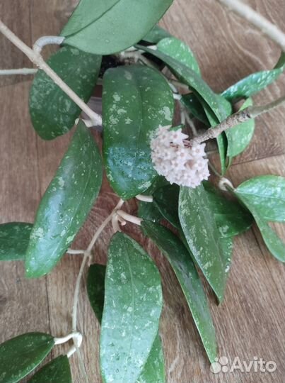 Хойи- срезкой