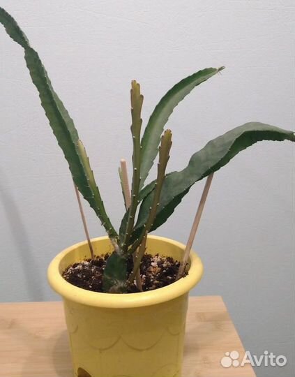 Питахайя - драконий фрукт