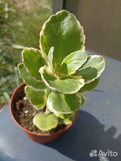 Фикусы,каллизии, каланхоэ, хавортии,алоэ