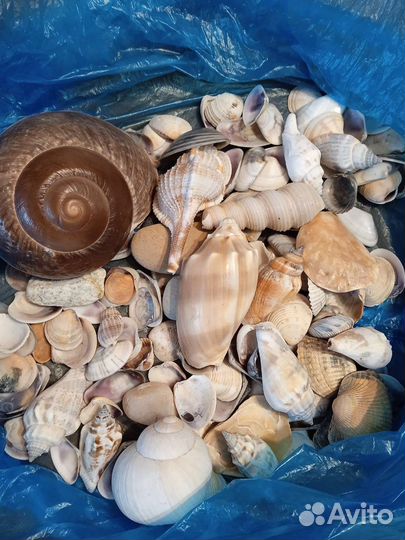 Ракушка с моря