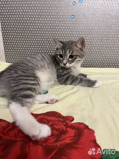 Котята мальчик в добрые руки