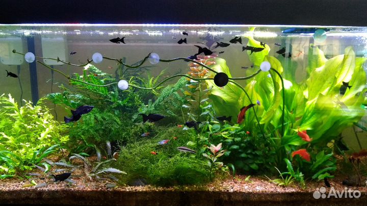 Корм для рыб артемия,мотыль,l сомы,номерные сомы,о