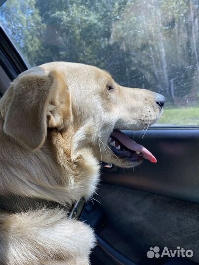 Собака в добрые руки