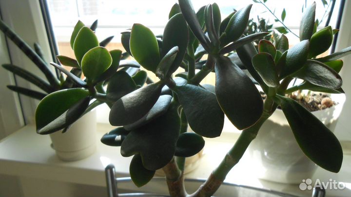 Крассула толстянка