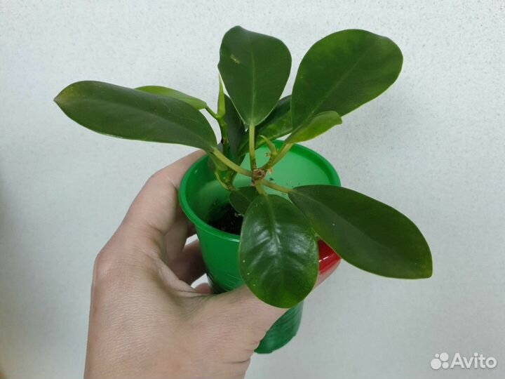Фикус мокламе