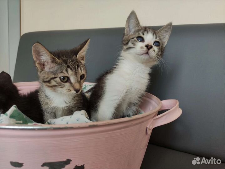 Кошка в дар бесплатно