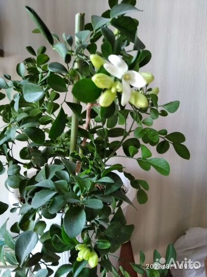 Муррайя метельчатая