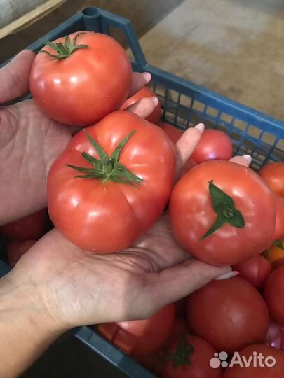 Томаты