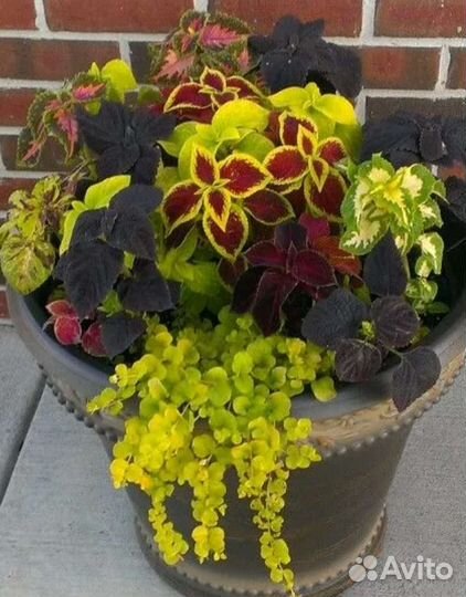 Колеусы вегетативные