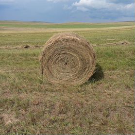 Продам сено в рулонах свежий укос