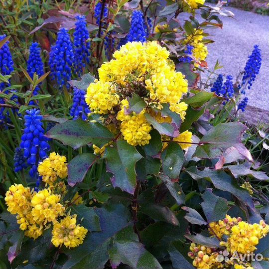 Магония падуболистная