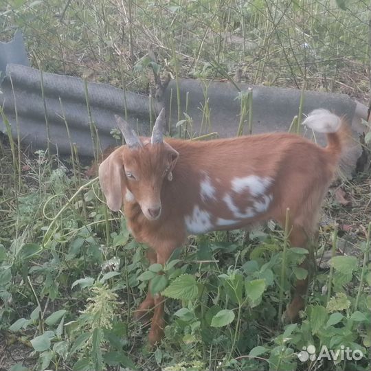 Англо нубийские козлики