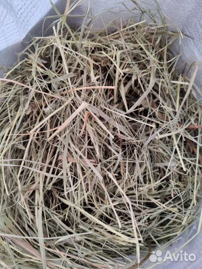 Корм для шиншилл