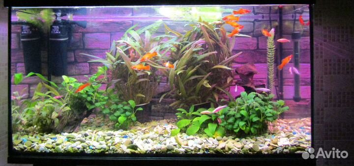 Аквариумные рыбки