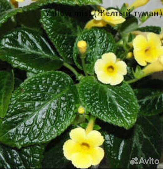 Эписции сортовые